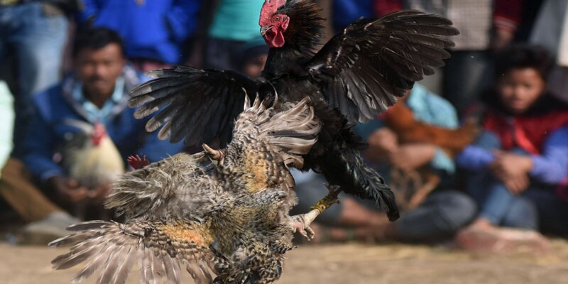 Đá gà Campuchia truyền thống nơi bản lĩnh quyết định!