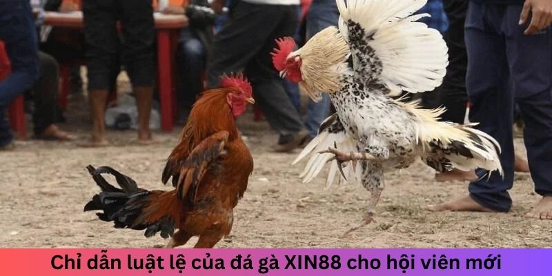 Chỉ dẫn luật lệ của đá gà XIN88 cho hội viên mới