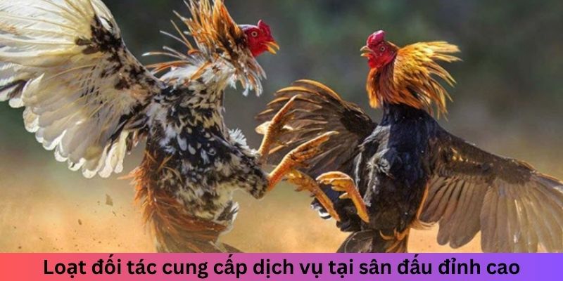 Loạt đối tác cung cấp dịch vụ tại sân đấu đỉnh cao