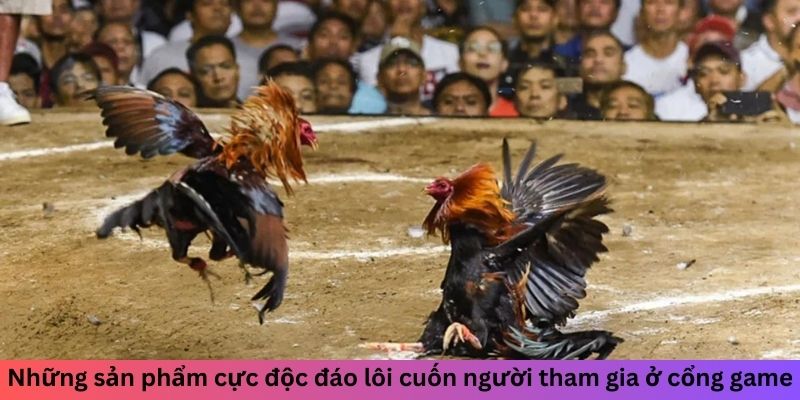 Khám phá cá độ chọi kê tại thương hiệu cực uy tín