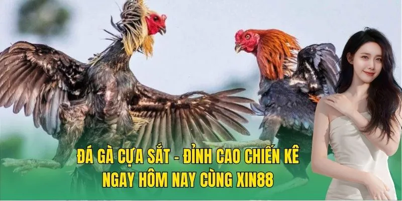 Đá gà cựa sắt